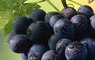 黑色葡萄的功效 黑色葡萄的功效与禁忌