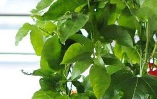 百香果籽的播种方法和种植技巧 百香果的籽怎么种植方法