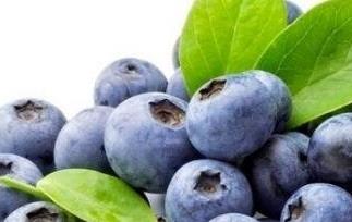 蓝莓果的营养价值与功效 蓝莓果的营养价值与功效图片
