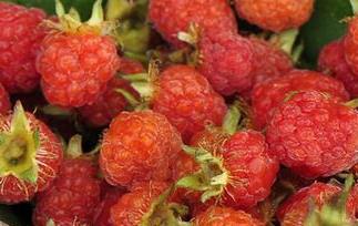 野草莓的营养价值（野草莓的营养价值高吗）