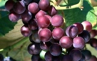吃葡萄有什么好处 吃葡萄有什么好处和功效