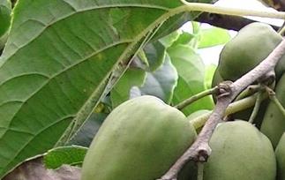 魁绿猕猴桃的功效与作用 魁绿软枣猕猴桃介绍