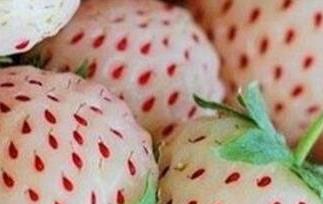 菠萝莓和白草莓的区别图片 菠萝莓和白草莓的区别
