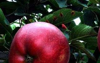 蛇果和苹果的区别有哪些 蛇果和苹果是不是一个种类的