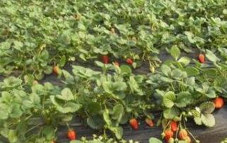 草莓的种植方法及时间是多长(2 草莓的种植方法及时间