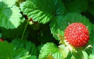 蛇莓的功效与作用吃法 蛇莓的功效与作用
