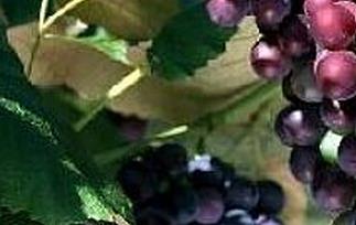 催熟的葡萄有什么特征 什么样的葡萄是催熟的