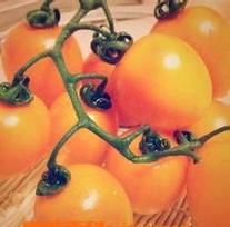 黄樱桃的营养价值和功效作用 黄樱桃的营养价值和功效作用是什么