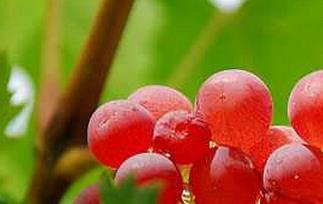 和田红葡萄的功效与作用禁忌 和田红葡萄的功效与作用