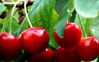 红樱桃有何营养价值 红樱桃有什么营养