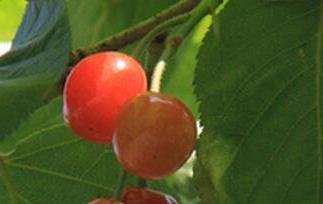 樱桃叶的功效与作用及禁忌 樱桃叶的功效与作用