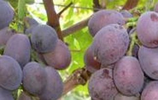 紫珍香葡萄的功效与作用 紫珍香葡萄的口感