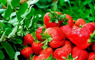草莓的栽培方法和种植情况视频 草莓的栽培方法和种植情况