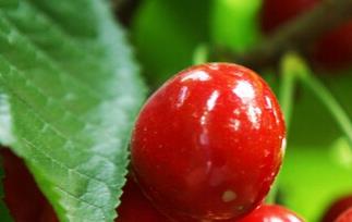 樱桃的营养价值与功效和作用 樱桃的营养价值与功效