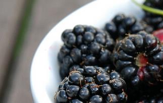 黑莓的功效与作用及食用方法 黑莓的功效与作用