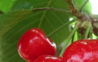 公爵樱桃的功效与作用 红樱桃的作用与功效