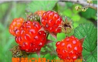 山莓的功效和作用 山莓的功效与作用