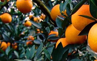 蜜柑的功效与作用 温州蜜橘的功效与作用