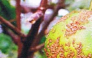 柑橘的主要病虫害有哪些 柑橘的主要病虫害有哪些种类