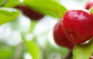 针叶樱桃的功效和作用 针叶樱桃的功效和作用及禁忌