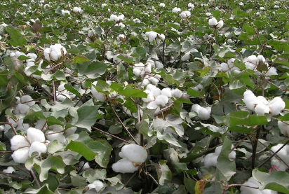 棉花种植技术，棉花如何高产管理 棉花怎样管理才能高产