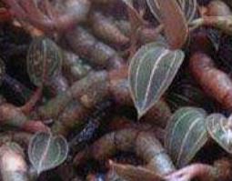 农村石上莲的药用功效与作用 石上藕的功效与作用及食用方法