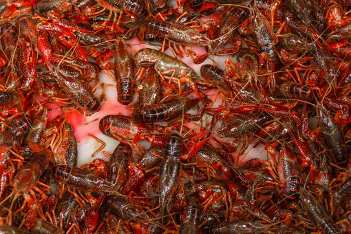 英国拟禁止煮食龙虾螃蟹等活物！具体是怎么回事？看详细原因！