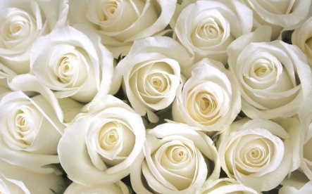 白玫瑰不能随便送人，白玫瑰代表了什么