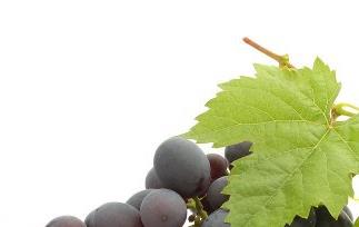 水晶葡萄的种植方法 水晶葡萄和种植及病虫害防治