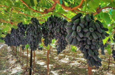 如何提高蓝宝石葡萄的产量呢 蓝宝石葡萄怎么养殖好