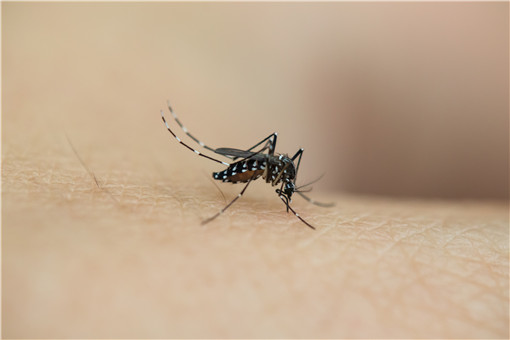2021全国蚊子预报地图出炉！具体哪里的蚊子最多？附中国蚊子最多的