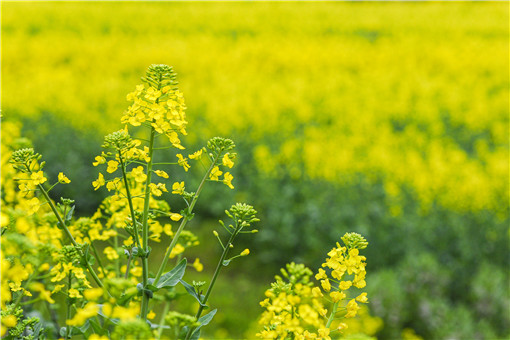 2021种油菜花有补贴吗（2020油菜花）