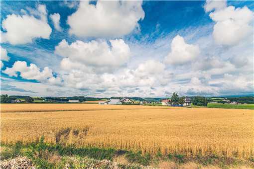 2021年高产水稻前十名的品种