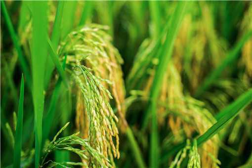 2021年高产水稻前十名的品种有哪些（2021年最好的水稻品种）