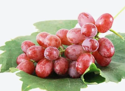 红宝石葡萄高产栽培技术，怎么施肥 我要看红宝石葡萄的栽培技术