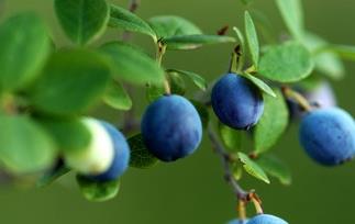 蓝莓酒的功效有哪些 蓝莓酒的功效有哪些品牌