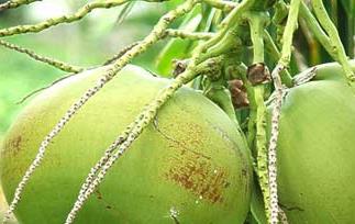 椰子的产地/生长环境和品种（椰子的生长环境是什么）