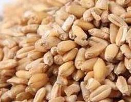浮小麦的功效与作用禁忌与副作用有哪些 浮小麦的功效与作用