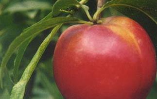 油桃的功效与作用及营养价值 油桃的功效与作用有哪些