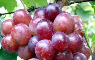 吃葡萄的好处,吃葡萄有什么好处呢 吃葡萄的好处,吃葡萄有什么好处