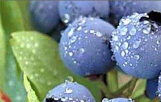 蓝莓功效作用与用途 蓝莓功效作用与用途及禁忌