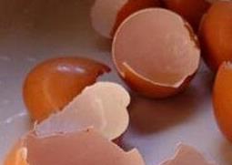 鸡蛋壳的作用作文 鸡蛋壳的作用