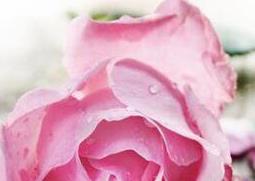 葛根玫瑰精油的功效与用法 玫瑰精油的功效与用法