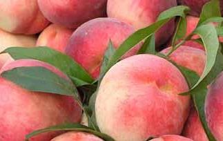水蜜桃的营养价值与功效 水蜜桃的营养及功效