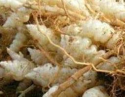 草石蚕的功效与作用 草石蚕的功效与作用 药用