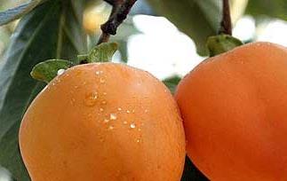 柿子的营养价值与功效与作用 柿子的功效和营养成份