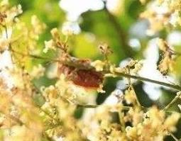 凤蜜花的功效和作用 花蜜作用与功效