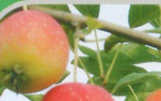 海棠果的食疗功效和作用禁忌 海棠果的食疗功效和作用