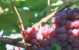 红葡萄酒和白葡萄酒的主要区别 红葡萄酒和白葡萄酒的主要区别是