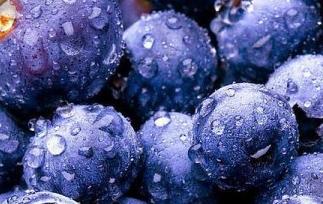 蓝莓的作用和食用方法视频 蓝莓的作用和食用方法